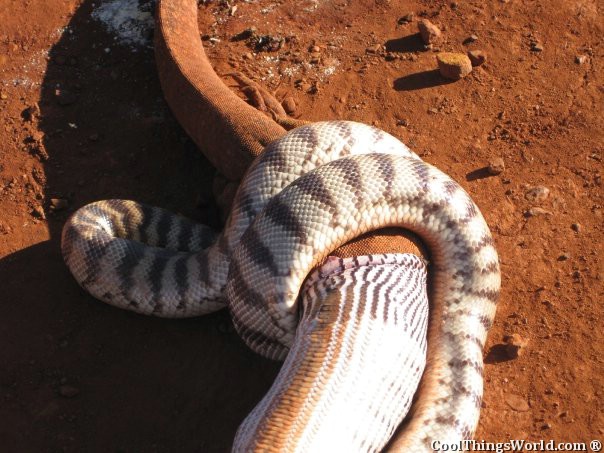Snake VS Lizard