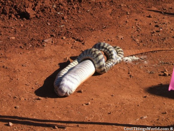 Snake VS Lizard