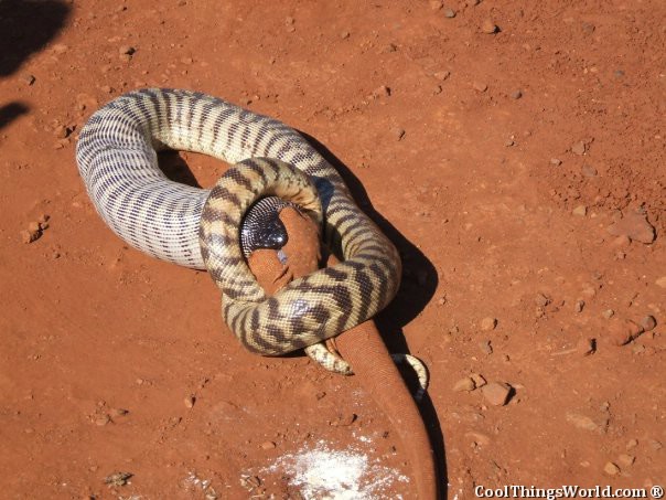 Snake VS Lizard