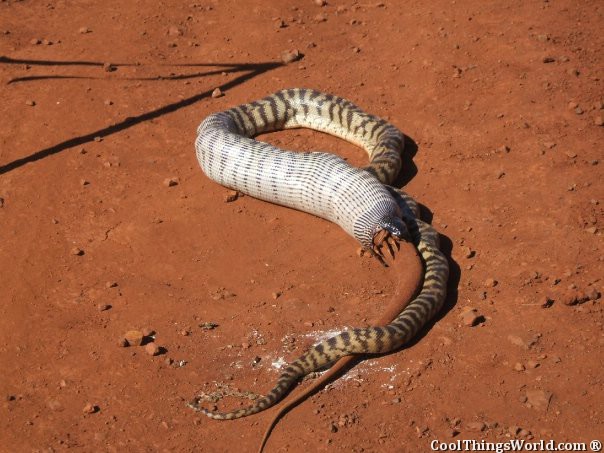 Snake VS Lizard