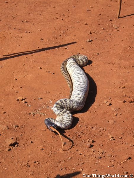 Snake VS Lizard
