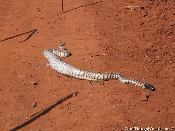 Snake VS Lizard