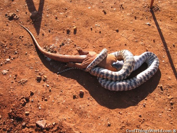 Snake VS Lizard