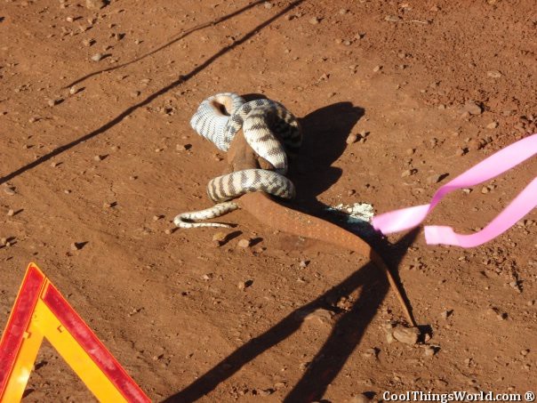 Snake VS Lizard