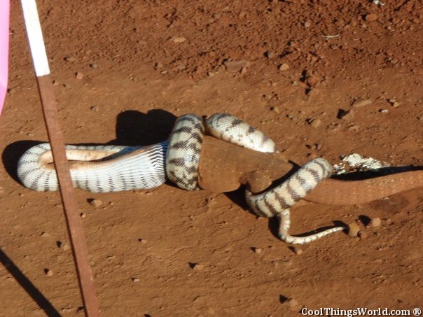 Snake VS Lizard