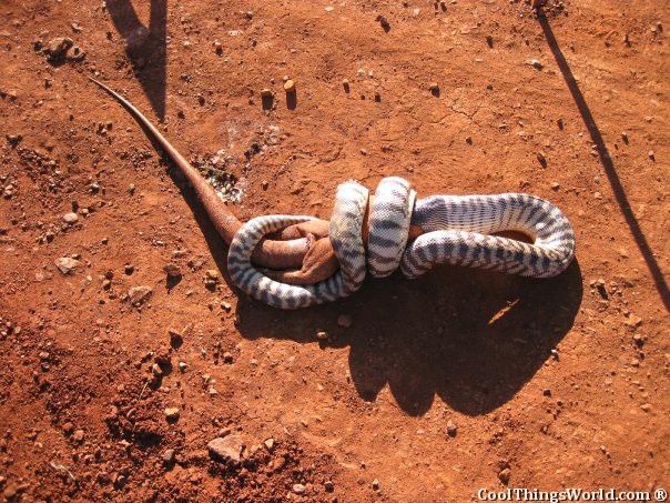 Snake VS Lizard