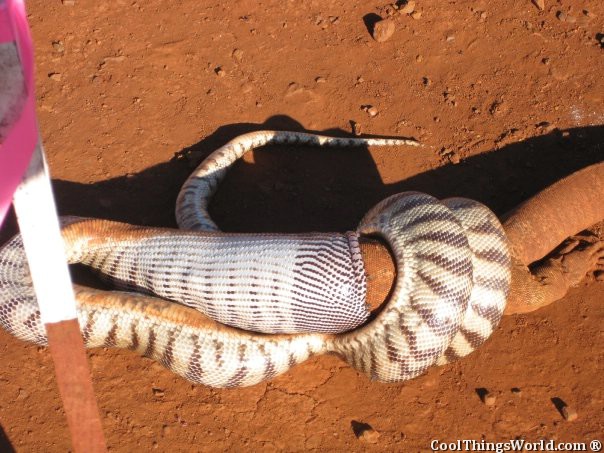 Snake VS Lizard