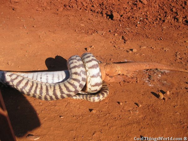 Snake VS Lizard