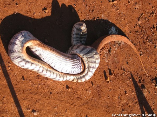 Snake VS Lizard