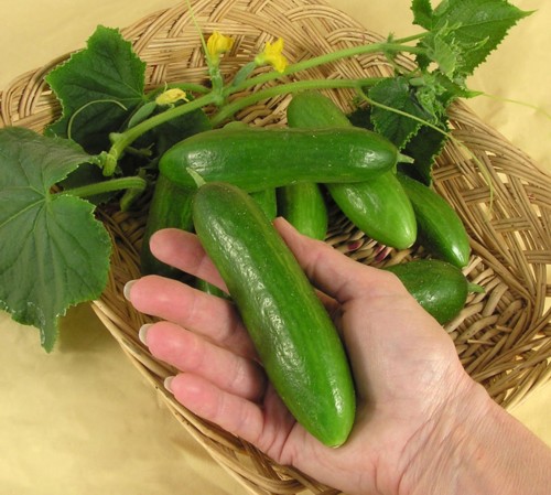 THE AMAZING CUCUMBER THE AMAZING CUCUMBER
